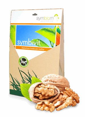 Symbivit orzech włoski