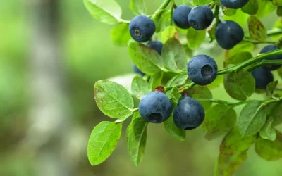 Mikoryza do borówek – naturalne wsparcie dla zdrowych i obfitych zbiorów