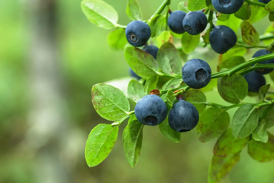 Mikoryza do borówek – naturalne wsparcie dla zdrowych i obfitych zbiorów